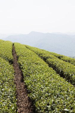 Alishan Manzara Alanı, Alişan, Chiayi, Tayvan, Asya, Çay Ağacı, Çay bahçesi,