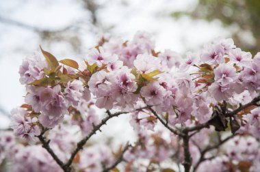 güzel Cherry Blossom Tayvan, Asya
