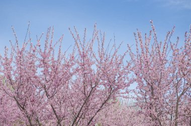 Çin, Asya güzel çiçekler
