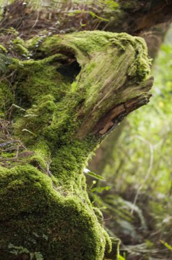 Alişan manzara alan, ağaç görünümü kadar yakın