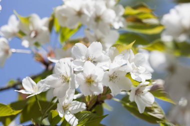 Alişan, Chiayi, Tayvan, Asya kiraz çiçeği