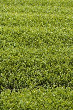 Alishan Manzara Alanı, Alişan, Chiayi, Tayvan, Asya, Çay Ağacı, Çay bahçesi,