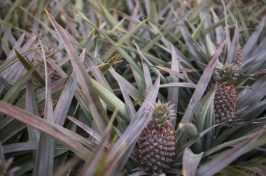 taze ananas arka plan üzerinde Kapat