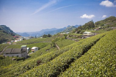 Alishan Manzara Alanı, Alişan, Chiayi, Tayvan, Asya, Çay Ağacı, Çay bahçesi,