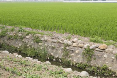 Tainan, Tayvan, Asya, çeltik,