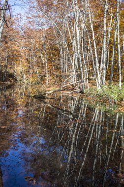 Akçaağaç yaprakları Japonya, Asya ile,