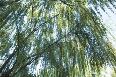 doğa arka plan üzerinde güzel ağaç