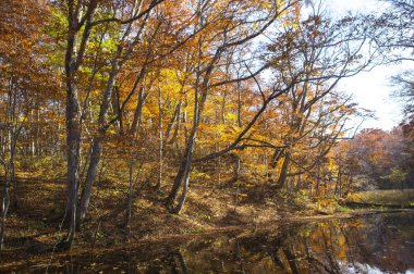 Akçaağaç yaprakları Japonya, Asya ile,
