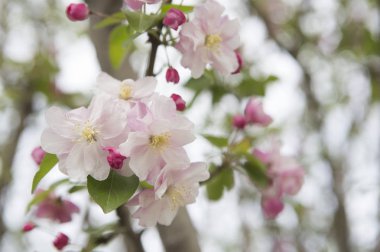 Pekin, Çin, Asya Malus Spectabilis,