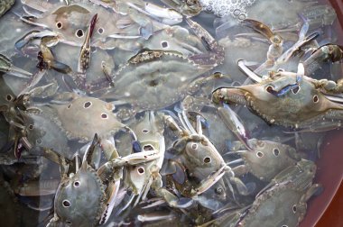 Üç benekli yengeçler, Busan, Korea, Asya