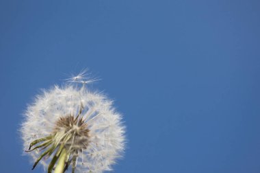 Alishan Manzara Alanı, Alişan, Chiayi, Tayvan, Asya, Karahindiba,