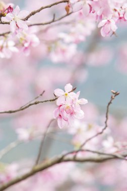 güzel Cherry Blossom Tayvan, Asya