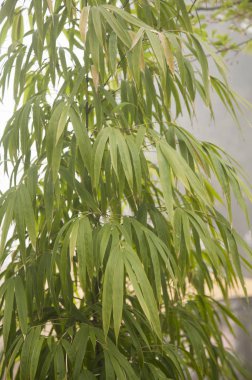 Alishan Manzara Alanı, Alişan, Chiayi, Tayvan, Asya, Bambu, Bitki,