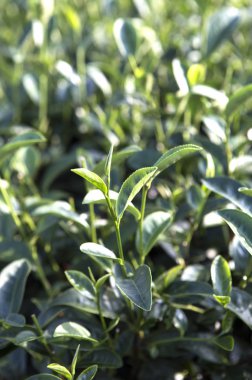 Çay bahçesi, Tayvan Taitung, Asya,