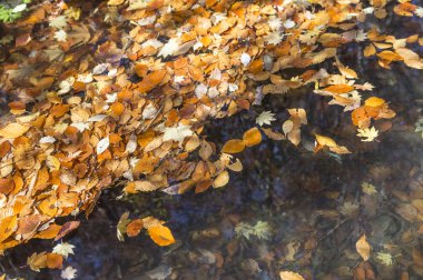 Akçaağaç Yaprakları Su, Japonya, Asya Üzerinde Yüzen,