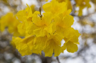 Tabebuia Chrysantha Zhanghua, Tayvan, Asya