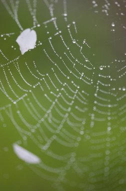 Örümcek Ağı Alishan Manzara Alanı, Alishan, Chiayi, Tayvan