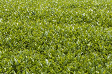 Alishan Manzara Alanı, Alişan, Chiayi, Tayvan, Asya, Çay Ağacı, Çay bahçesi,