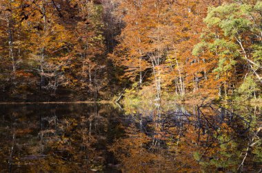 Akçaağaç yaprakları Japonya, Asya ile,