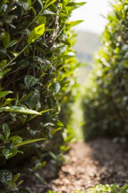 Alishan Manzara Alanı, Alişan, Chiayi, Tayvan, Asya, Çay Ağacı, Çay bahçesi,