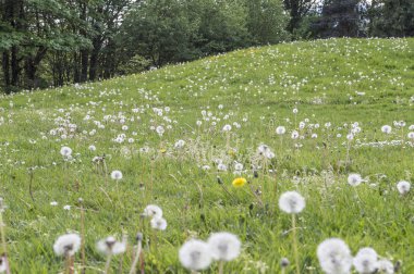 Dandelions Park Seattle, ABD