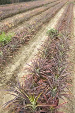 taze ananas arka plan üzerinde Kapat