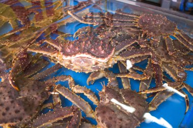 Kırmızı kral yengeçler, Busan, Korea, Asya,