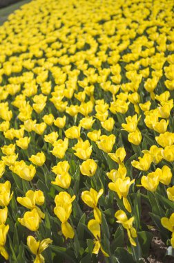 Pekin, Çin, Asya güzel lale