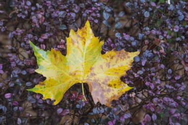 Shanghai, Çin için çınar yaprağı