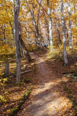 Akçaağaç yaprakları Japonya, Asya ile,