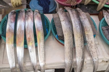 Largehead Hairtail, Busan, Korea, Asya,