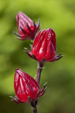Roselle çiçek arka plan üzerinde Kapat
