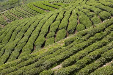 Alishan Manzara Alanı, Alişan, Chiayi, Tayvan, Asya, Çay Ağacı, Çay bahçesi,