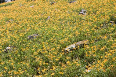 Gün Zambakları, Taitung, Tayvan, Asya,