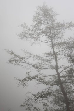  Alishan Manzara Alanında Sis ve Ağaç, Alişan, Chiayi, Tayvan