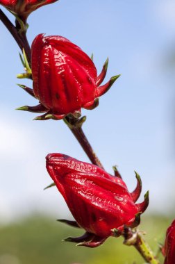 Roselle çiçek arka plan üzerinde Kapat