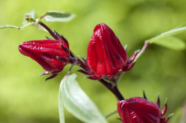 Roselle çiçek arka plan üzerinde Kapat