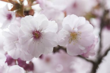 Alişan manzara alan, alişan, Chiayi, Tayvan, Asya, kiraz çiçeği,