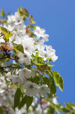 Alişan, Chiayi, Tayvan, Asya kiraz çiçeği