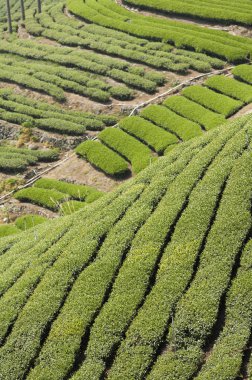 Alishan Manzara Alanı, Alişan, Chiayi, Tayvan, Asya, Çay Ağacı, Çay bahçesi,