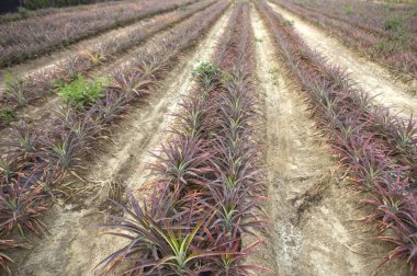 taze ananas arka plan üzerinde Kapat