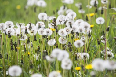 Dandelions Park Seattle, ABD