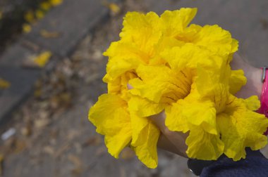 Tabebuia Chrysantha Zhanghua, Tayvan, Asya