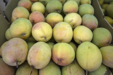 lezzetli mango meyve arka plan üzerinde Kapat 