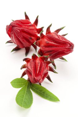 Roselle çiçek arka plan üzerinde Kapat