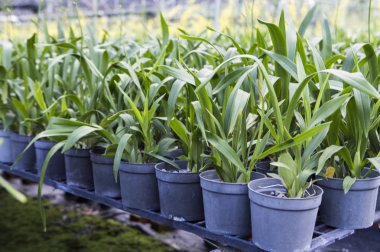 Oncidium, Pingtung, Tayvan, Asya,