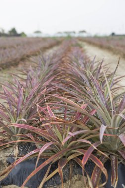 taze ananas arka plan üzerinde Kapat