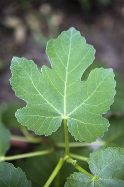 İncir yeşili yaprak arkaplanı