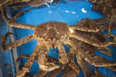 Chionoecetes, Busan, Korea, Asya,