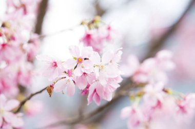 güzel Cherry Blossom Tayvan, Asya